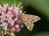 Pyrausta despicata